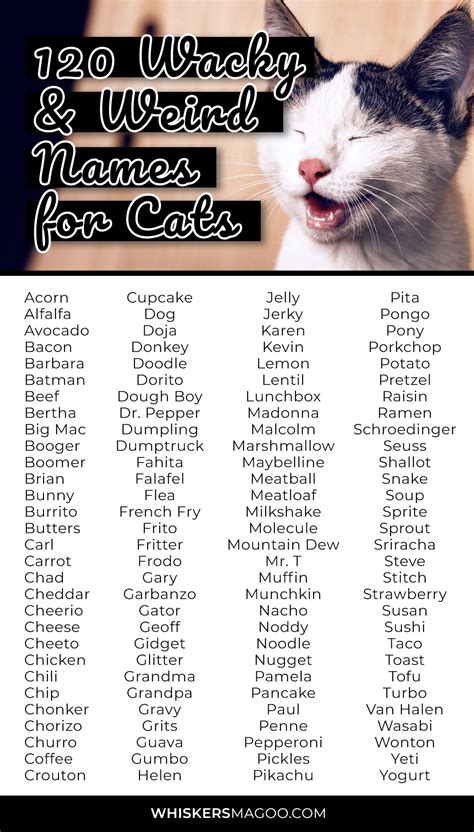 odd cat names|Odd Cat Names with (Meaning).